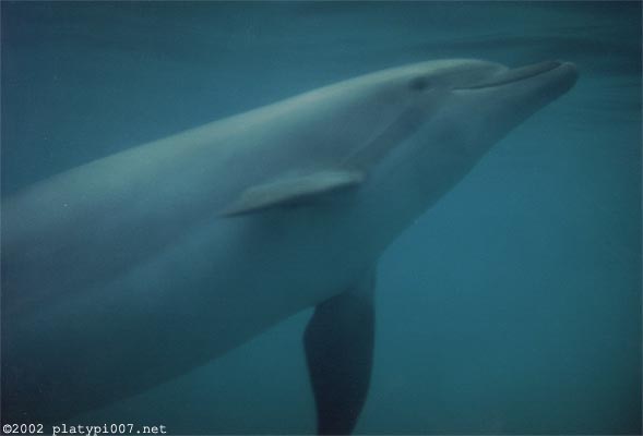 A dolphin underwater (aren't I so creative with these alt descriptions?)